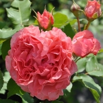 Corail Gelée / Корал желе